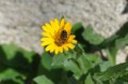 /album/galleria-foto-galleria-fotografica/calendula-5-jpg/